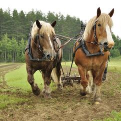 Work_horses