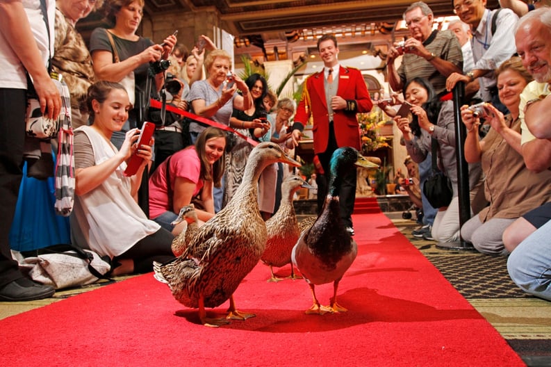 Peabody Duck March with Duckmaster Anthony Petrina