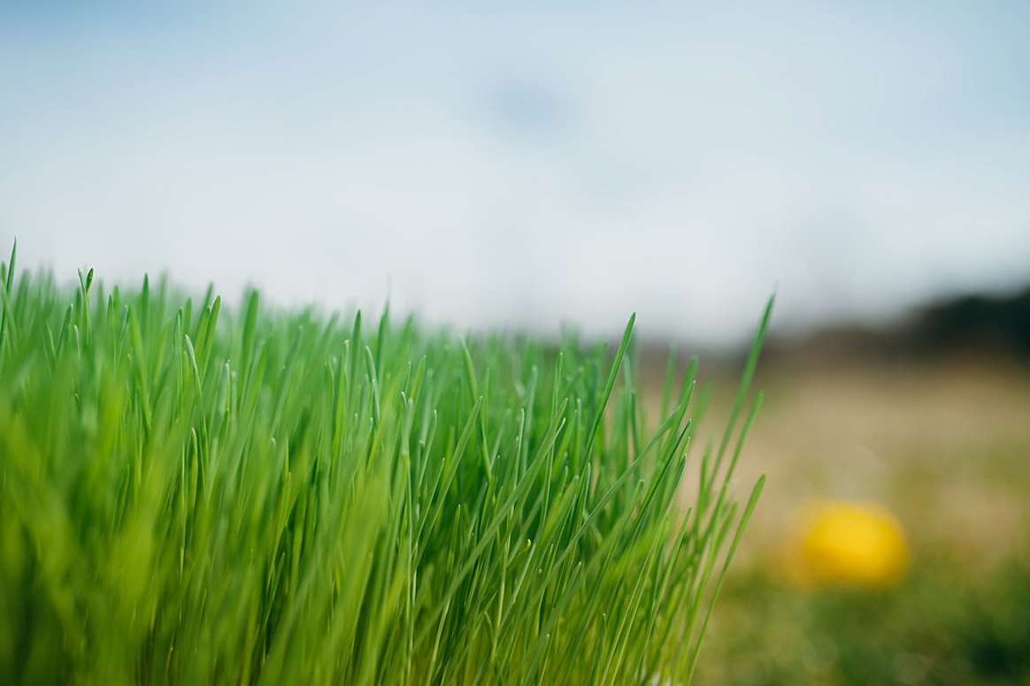 Wheatgrass at Andi's Way farm